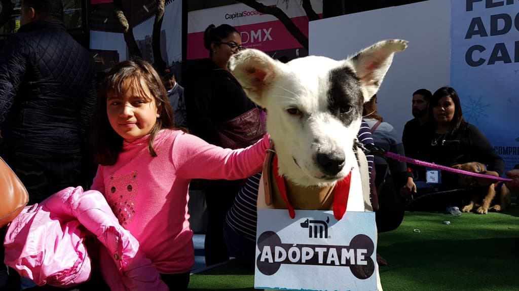 feria de adopción