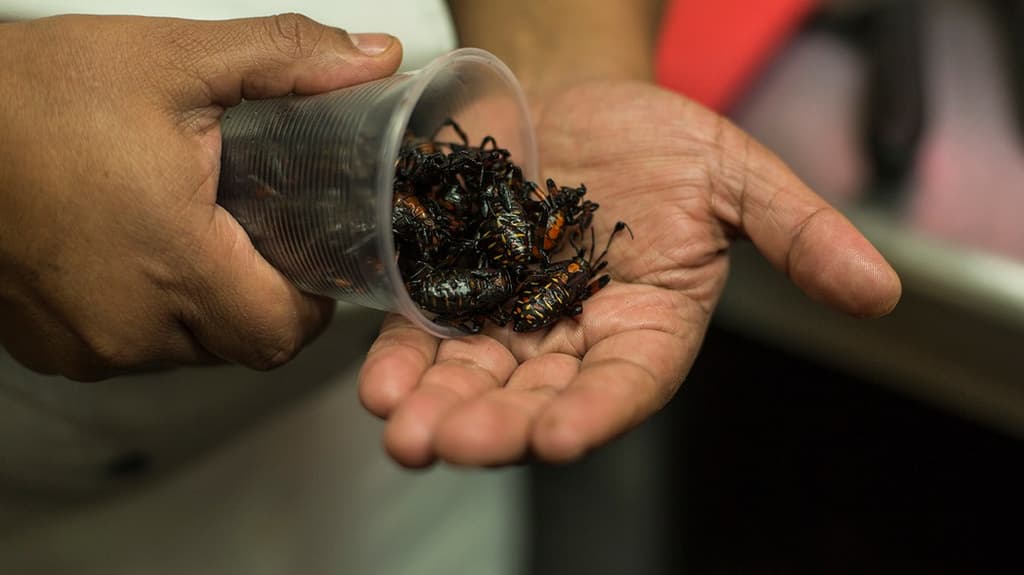 Festival Viva México en Xochimilco 2018
