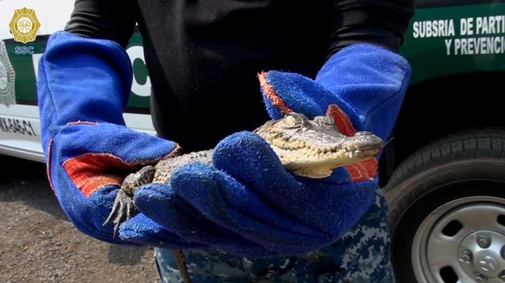 rescate de un cocodrilo