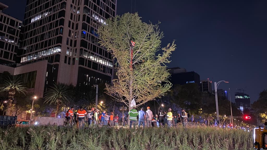 choque en el ahuehuete