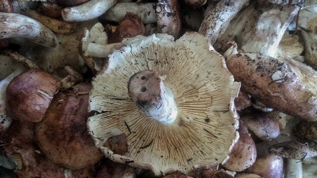 En esta temporada los hongos son todo un tesoro