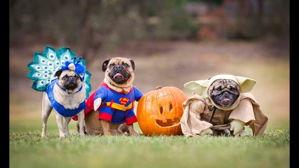 5ta reunión masiva de pugs