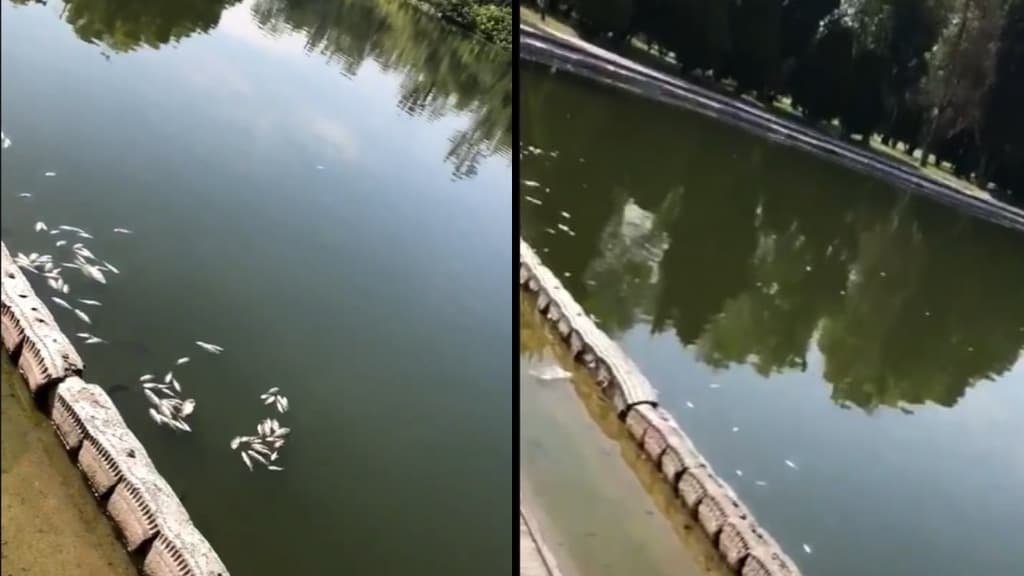 peces muertos en el lago de chapultepec