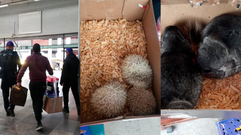 animales exóticos en el metro