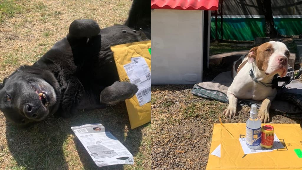 wishlist de perros rescatados del metro