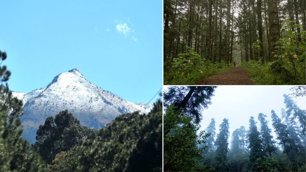 Bosques navideños cerca de la CDMX