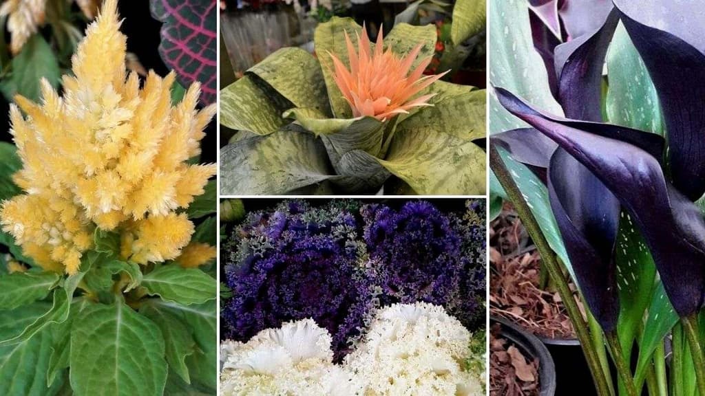 plantas-raras-y-bonitas-xochimilco