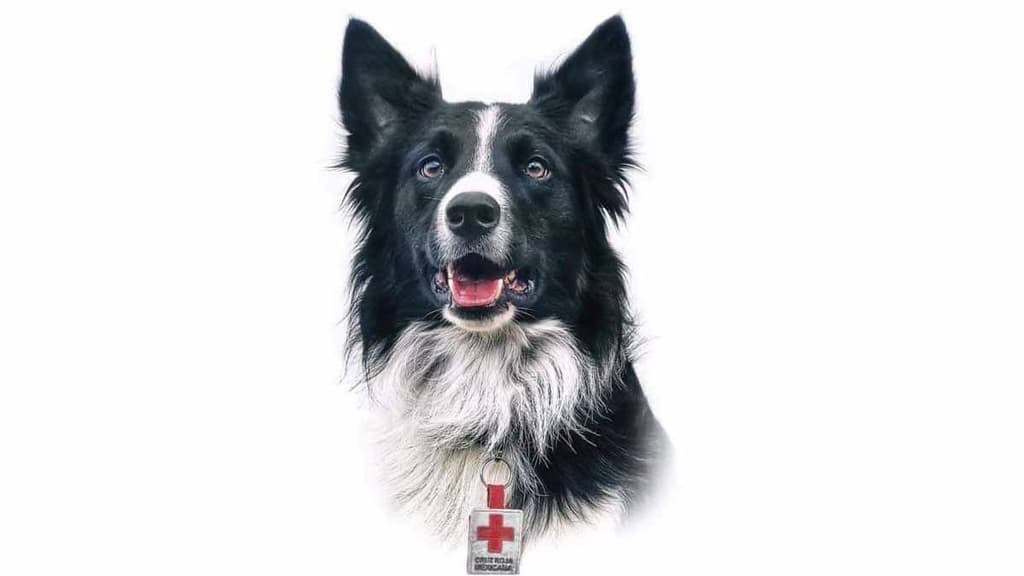 perro rescatista del 19-s