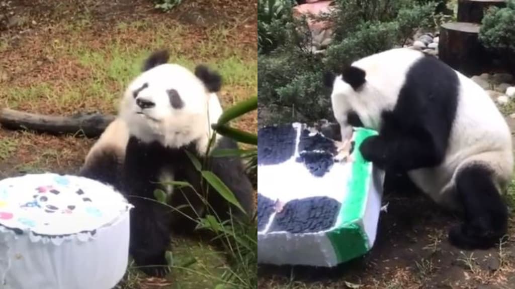 cumpleaños de pandas de chapultepec
