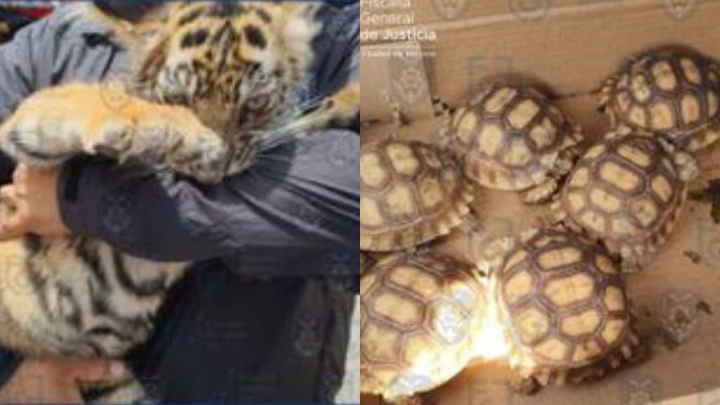 tingre en la benito juárez