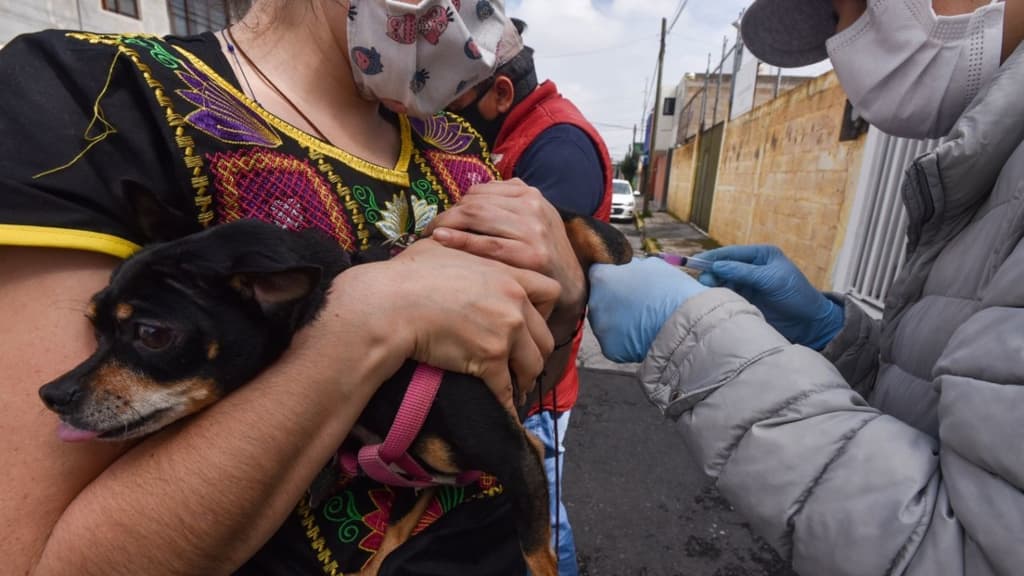 jornada de vacunación antirrábica 2021