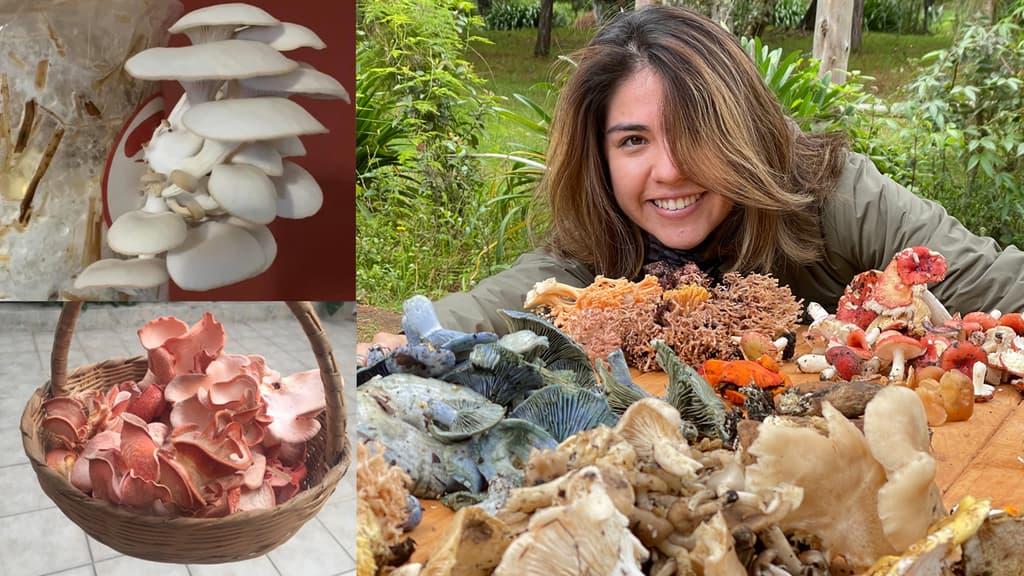 mushroom party fiesta hongos cooperativa simbiosis