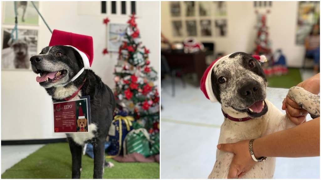 perritos rescatados del Metro