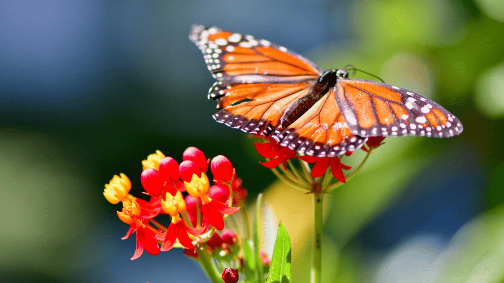 santuarios mariposas monarca cerca cdmx