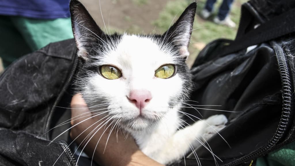 esterilizaciones gratuitas