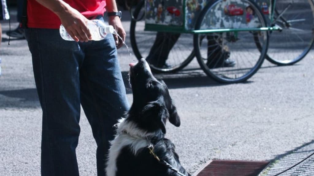 cómo afecta el calor a los perros
