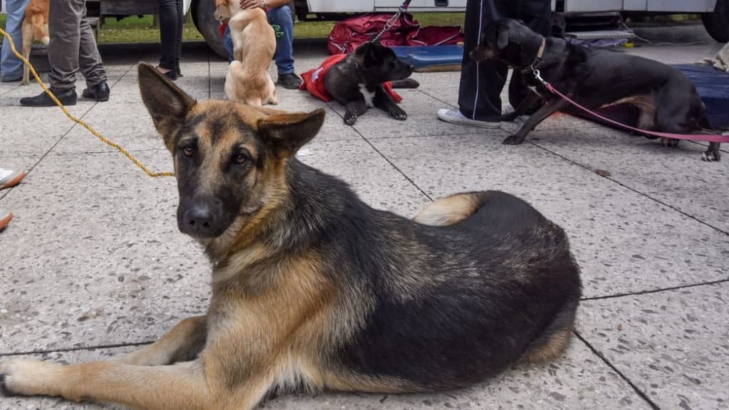 esterilizaciones gratuitas en Iztapalapa