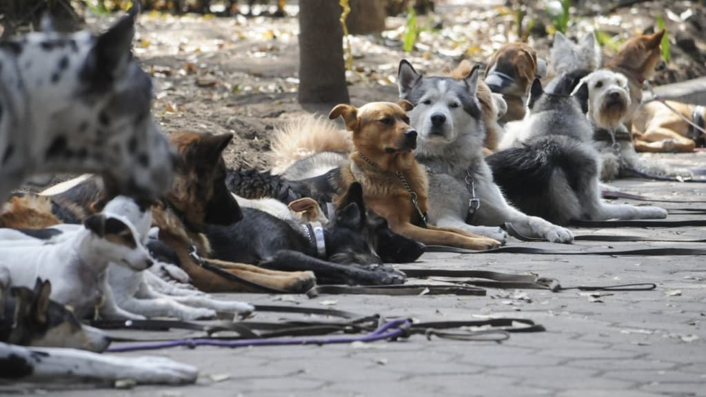 multa por no recoger heces de perro en CDMX