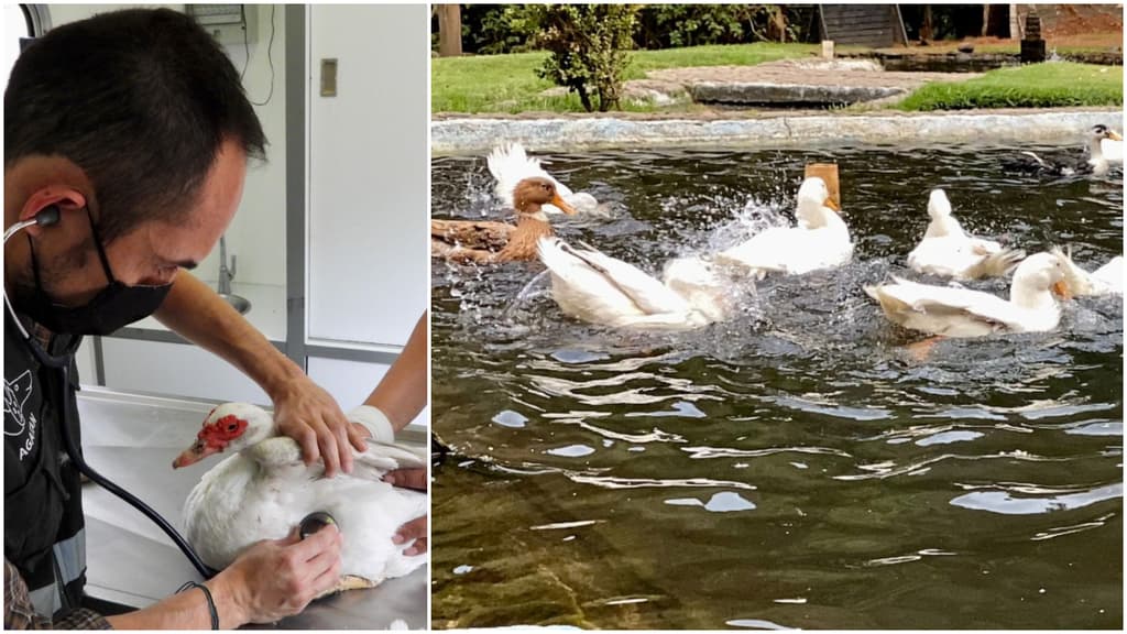 Patos rescatados