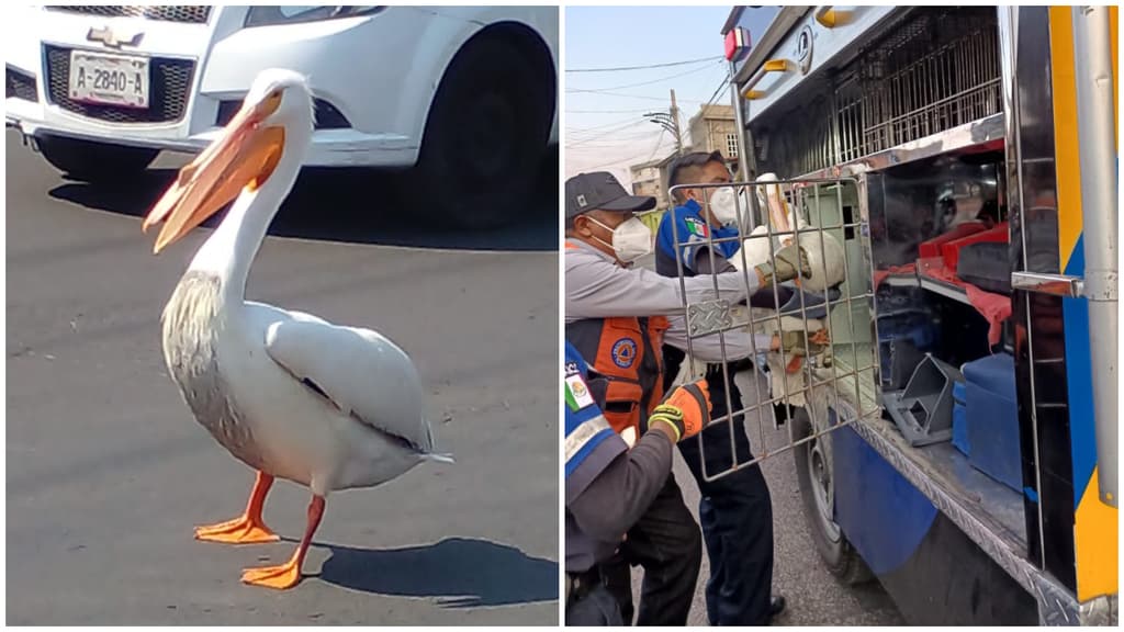 pelicano-alcaldia-tlahuac