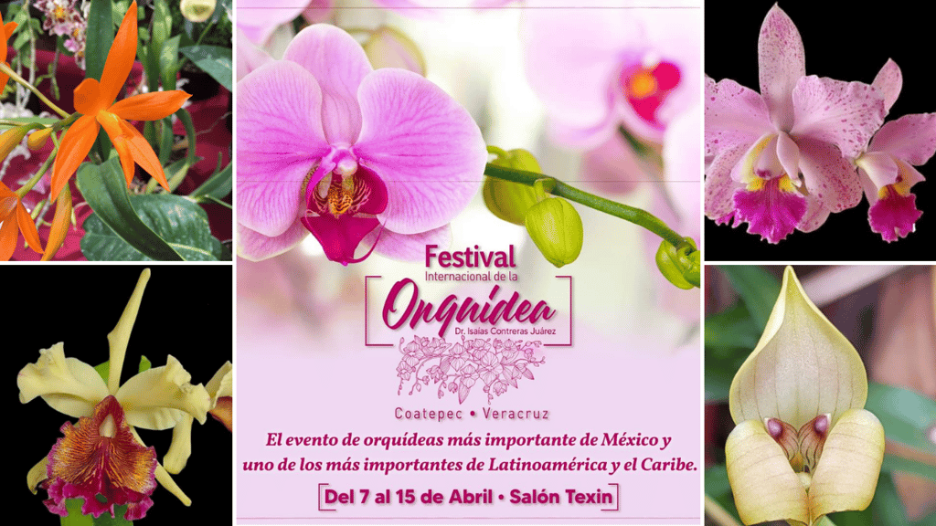 fesival internacional orquídea veracruz 2022