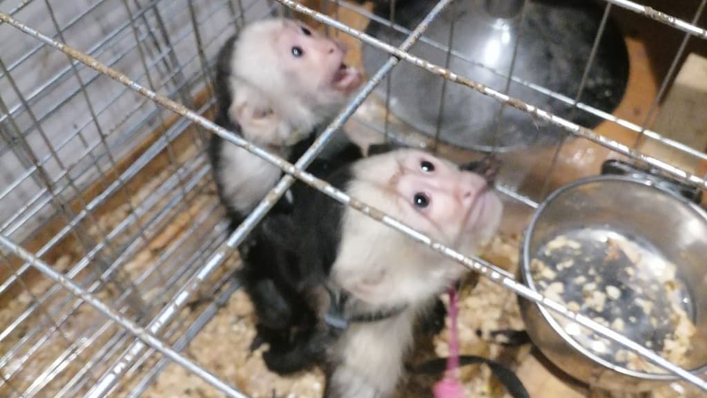 rescatan a dos monos capuchino