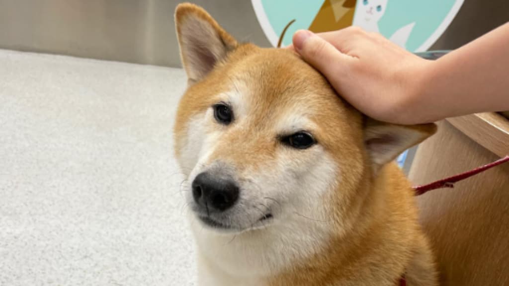 Cheems está enfermo