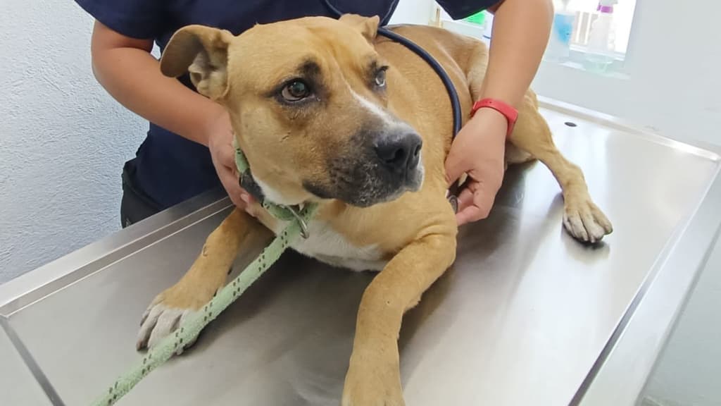 Jackson el perrito del Metro Candelaria