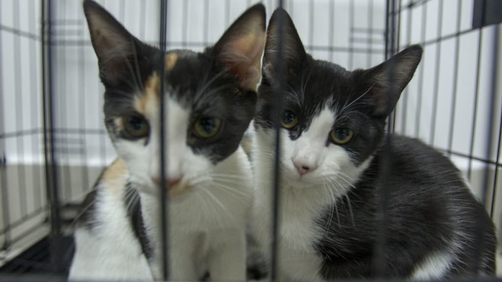 adopciones en el Gato Fest 2022