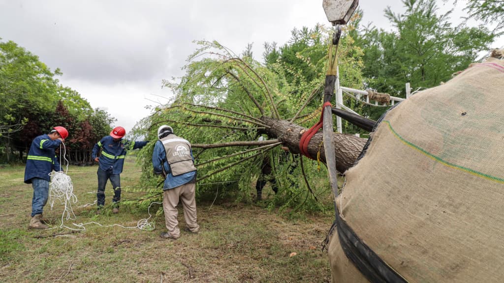 árbol que estará en Reforma