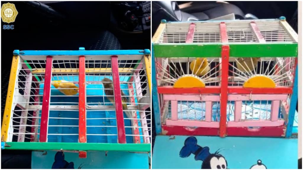 estafas en el Bosque de Chapultepec