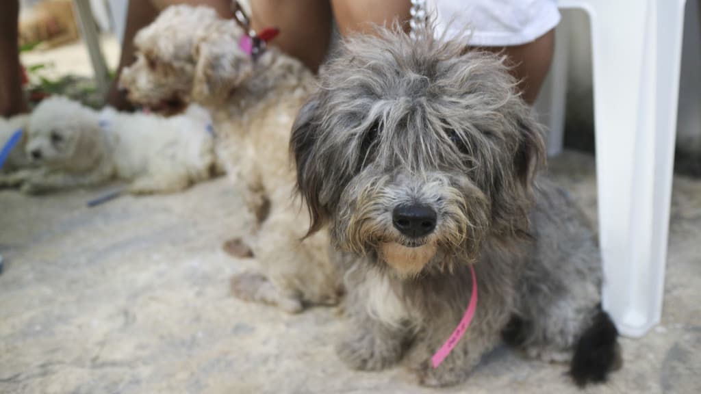 esterilizaciones gratis en CDMX