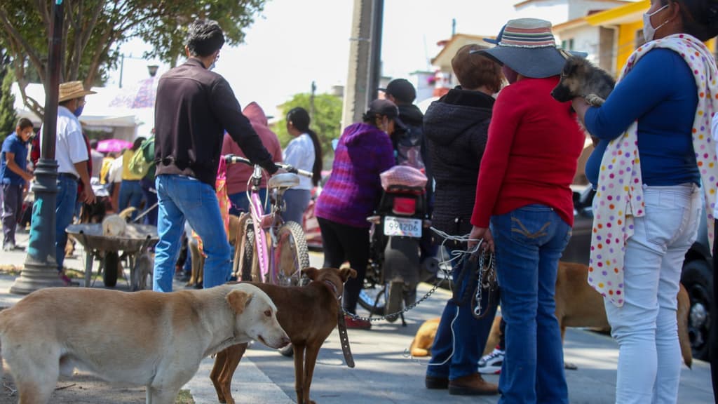 esterilizaciones gratuitas en el Can Fest
