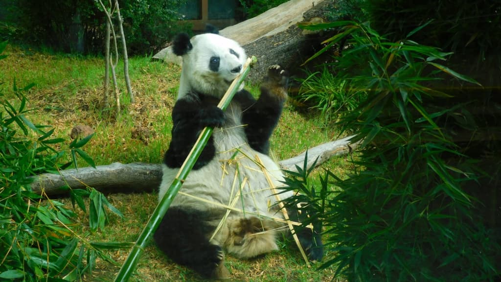 pandas del Zoológico de Chapultepec