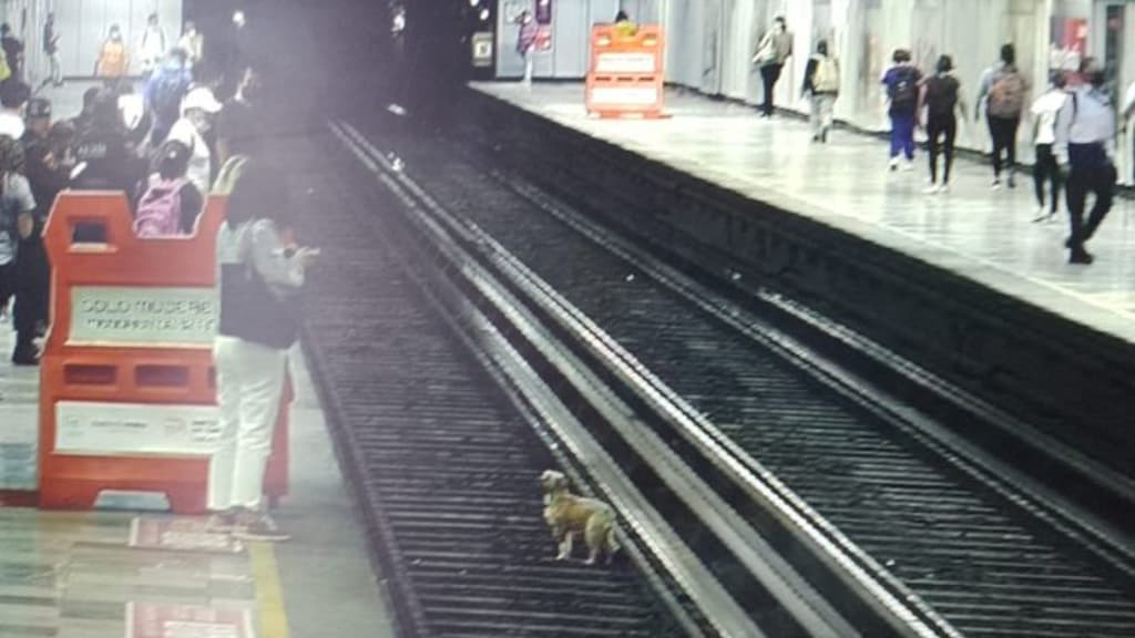 perrito en vías del Metro