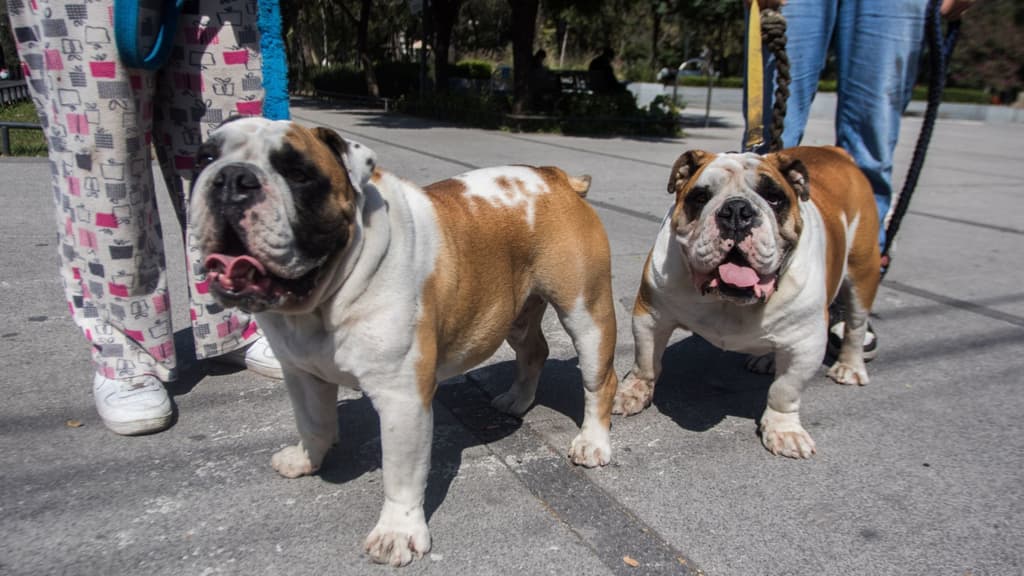 primer paseo Adopta CDMX