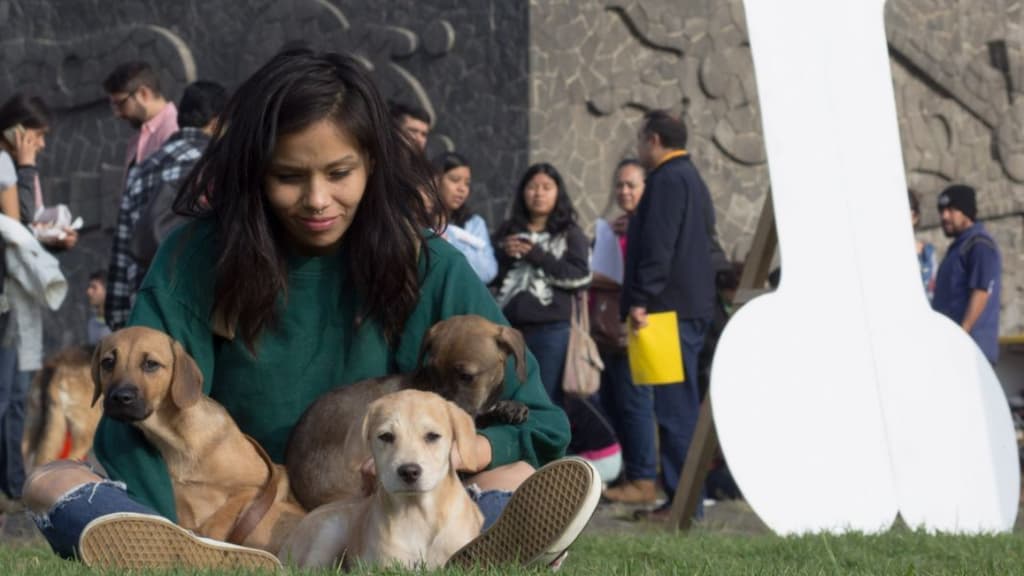 jornada de medicina veterinaria en la UNAM