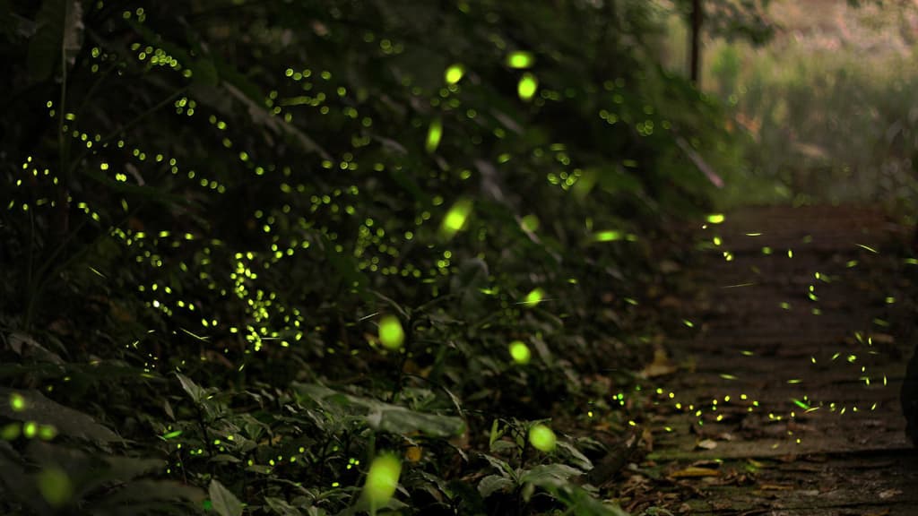 luciérnagas en el Bosque de Tlalpan