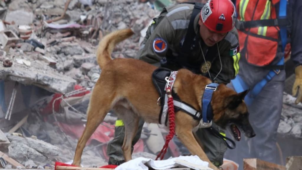 taller para perros de rescate en Tlalpan