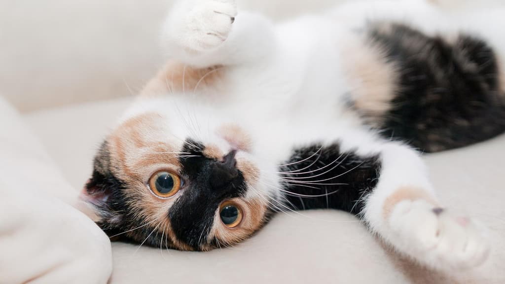 festival de gatos en Benito Juárez