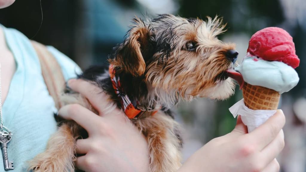 Recetas para preparar helado para perro