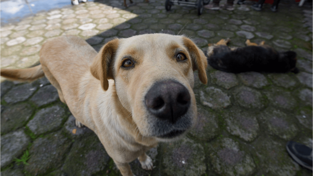 Perritos mitos sexualidad