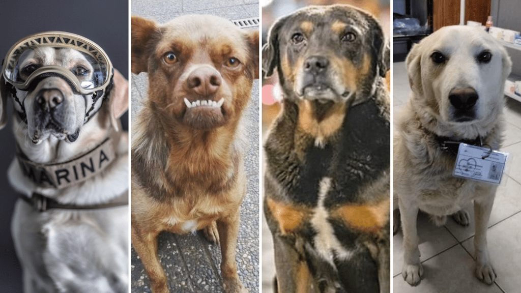 perros famosos México