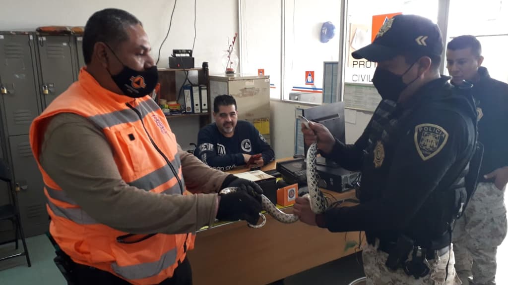 Serpiente en la Línea 1