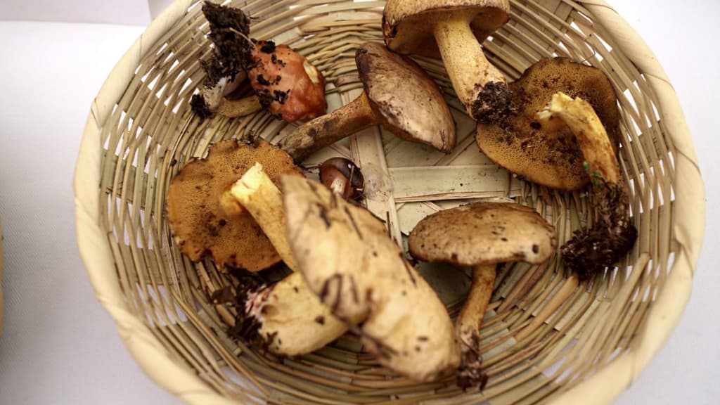 Feria del Hongo en Cuajimalpa