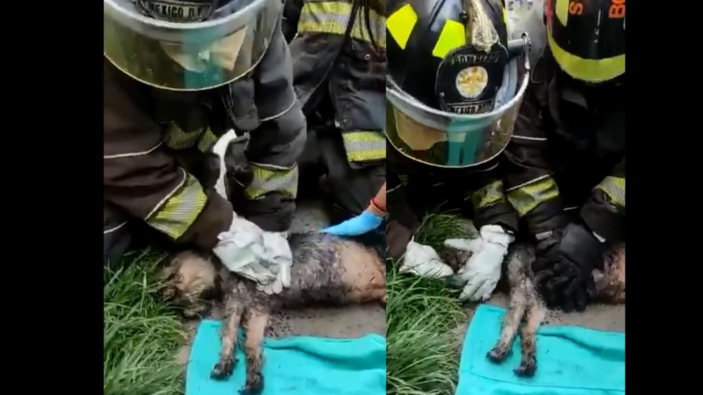 bomberos dan reanimación a perrito