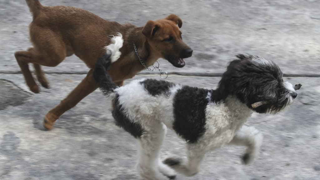esterilizaciones gratis en Ciudad de México