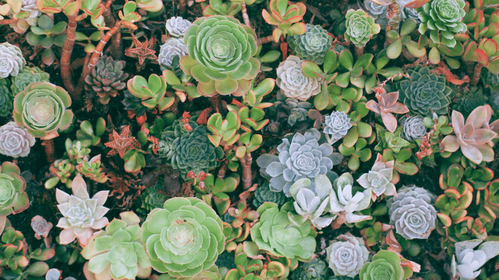 expo suculentas CDMX