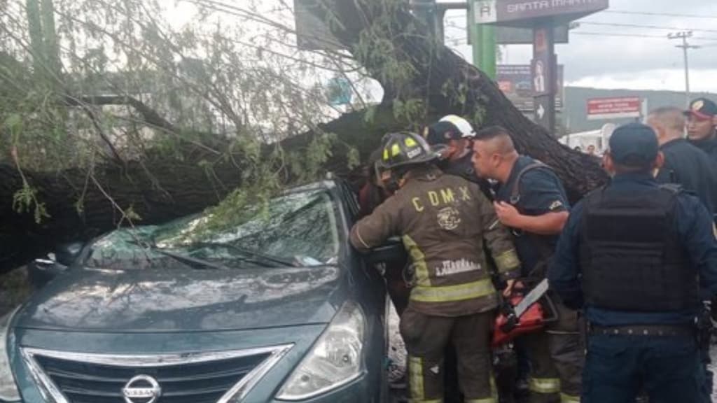 cayó un árbol en auto en Iztapalapa