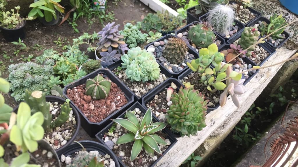 Día nacional de las cactáceas.